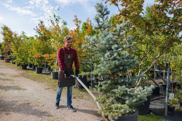 How Our Tree Care Process Works  in Hallettsville, TX